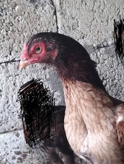 aseel female 24/4