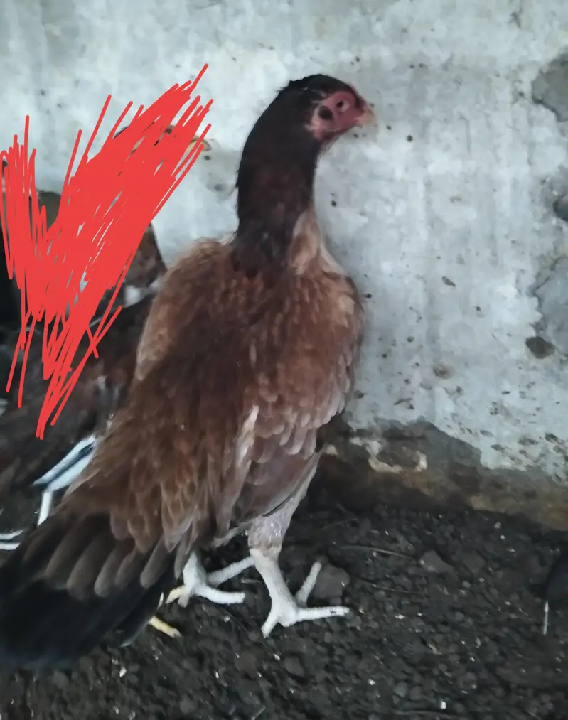 aseel female 24/4 — photo 2