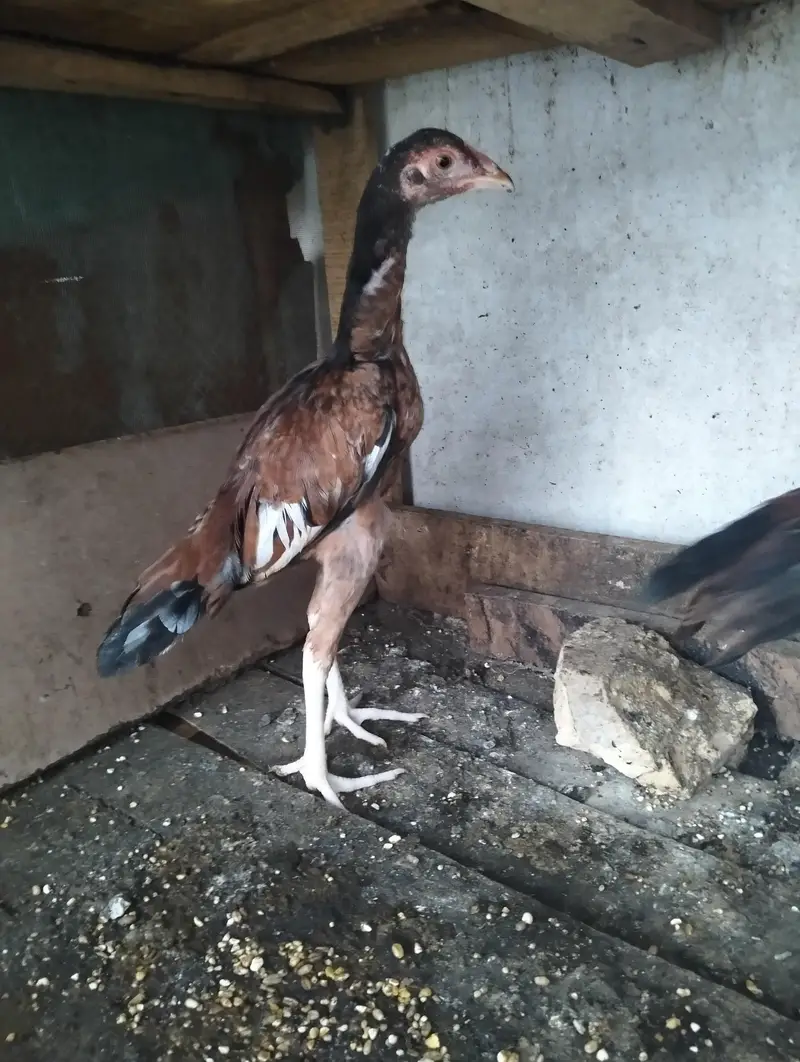 aseel female 24/4 — photo 3