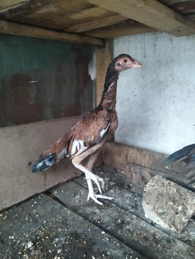 aseel female 24/4 — photo 4