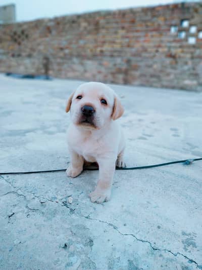 Golden Labrador Puppies Available for Sale