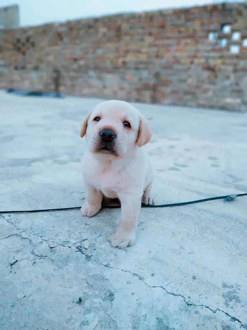 Golden Labrador Puppies Available for Sale