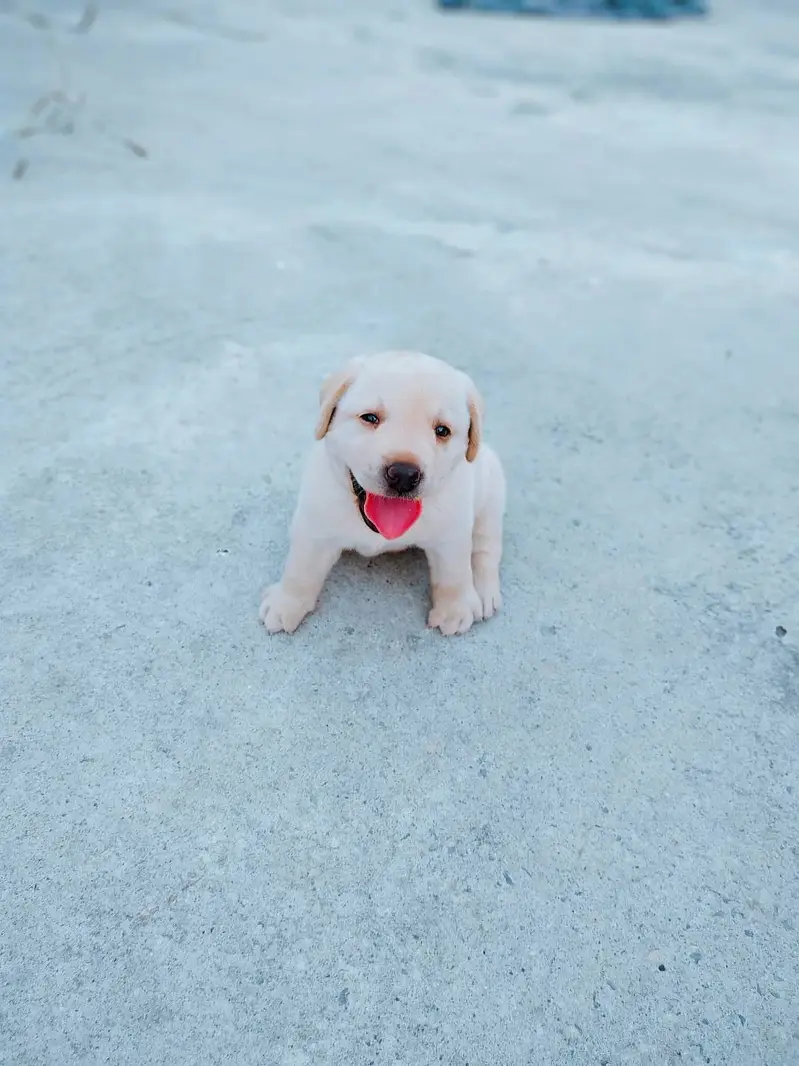 Golden Labrador Puppies Available for Sale — photo 2