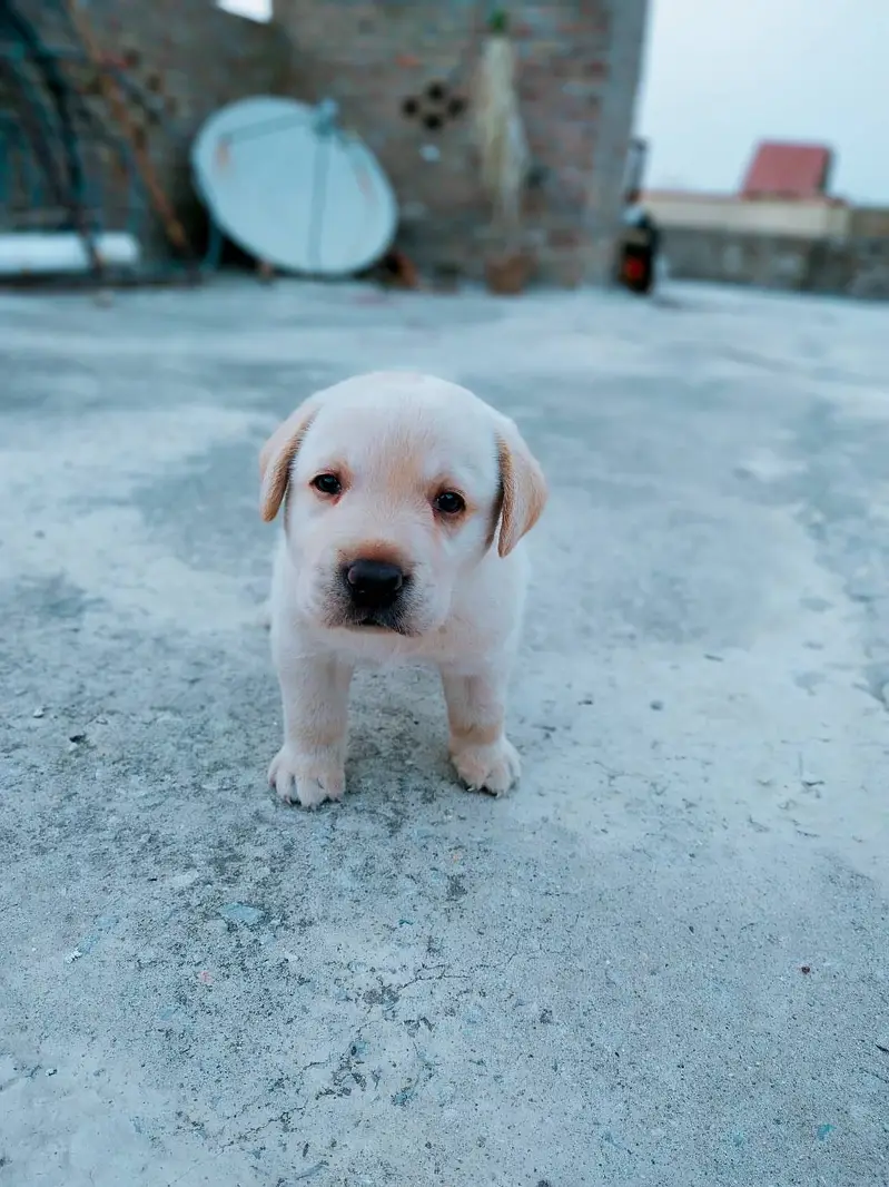 Golden Labrador Puppies Available for Sale — photo 3