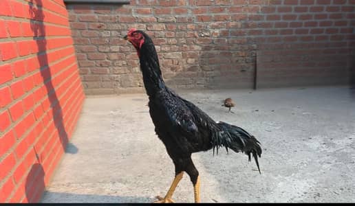 German o shamo breeder pair black shamo