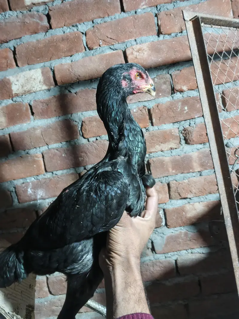 German o shamo breeder pair black shamo — photo 2