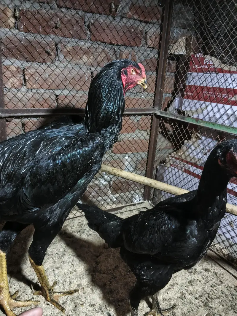 German o shamo breeder pair black shamo — photo 3