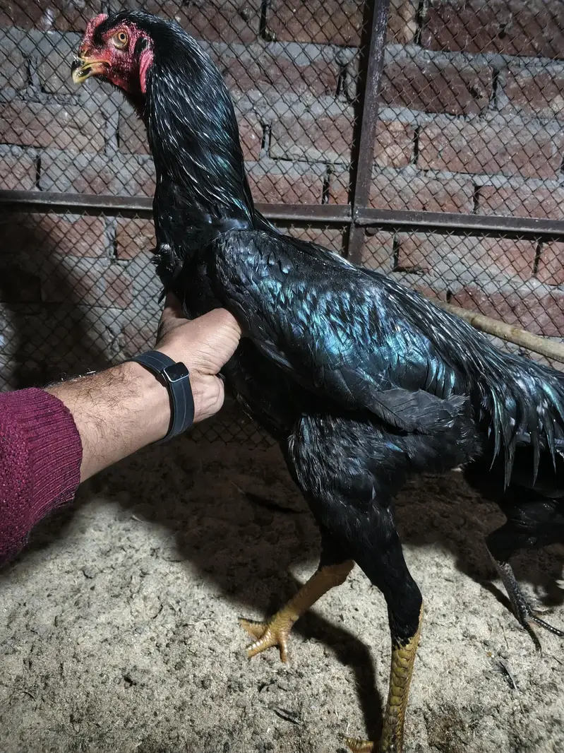 German o shamo breeder pair black shamo — photo 4