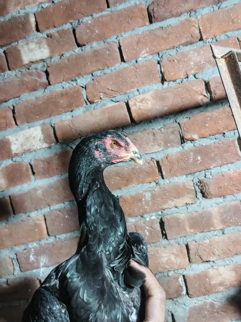 German o shamo breeder pair black shamo — photo 5