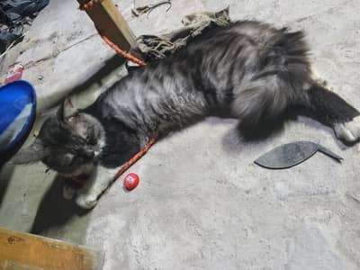 pershian cat full frendly
