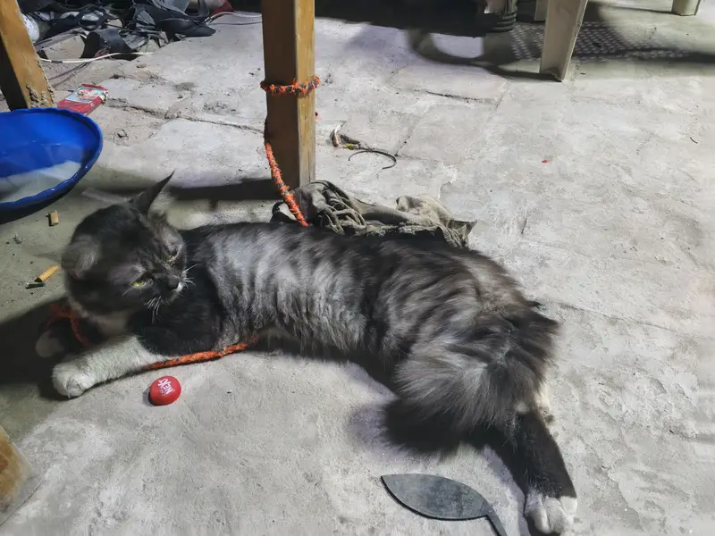 pershian cat full frendly — photo 2