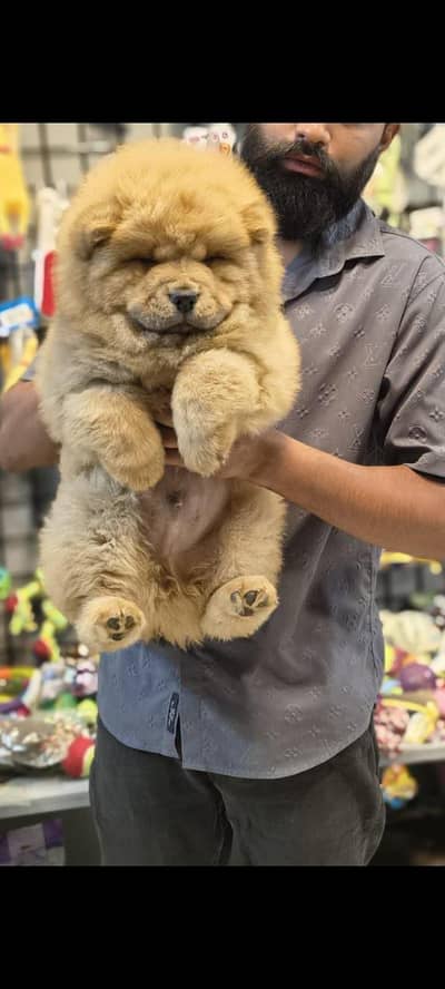 TOP QUALITY CHOW CHOW PUPPIES AVAILABLE FOR SALE