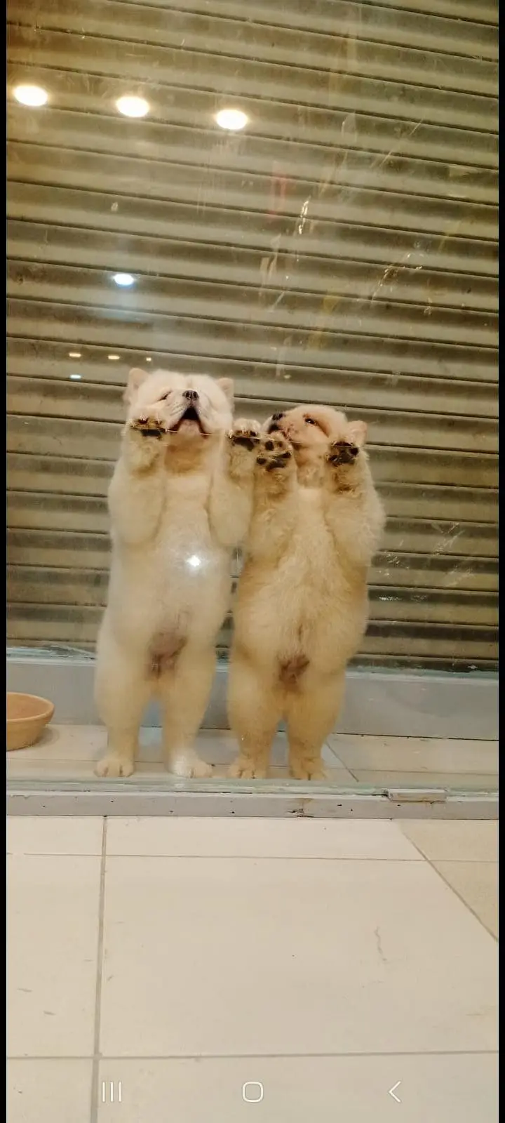 TOP QUALITY CHOW CHOW PUPPIES AVAILABLE FOR SALE — photo 2