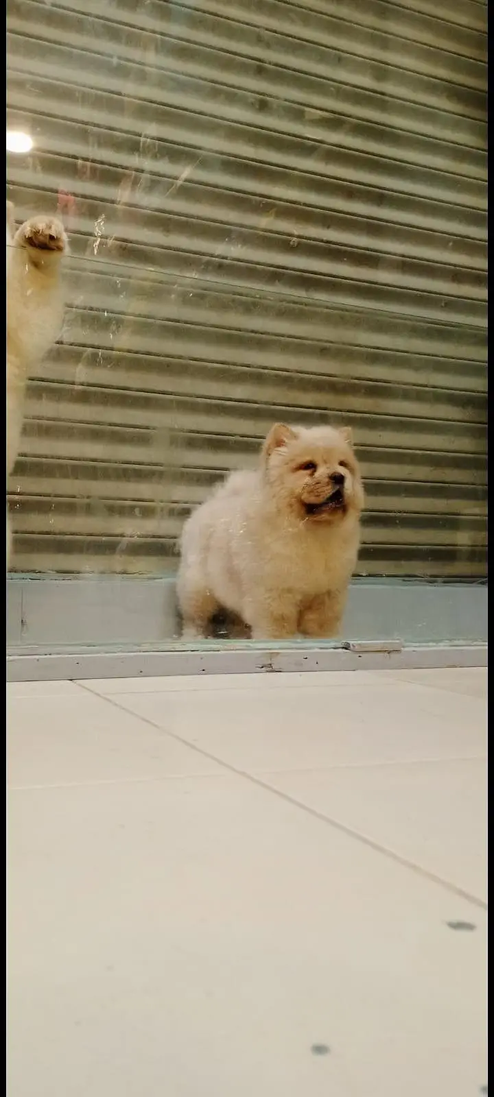 TOP QUALITY CHOW CHOW PUPPIES AVAILABLE FOR SALE — photo 3