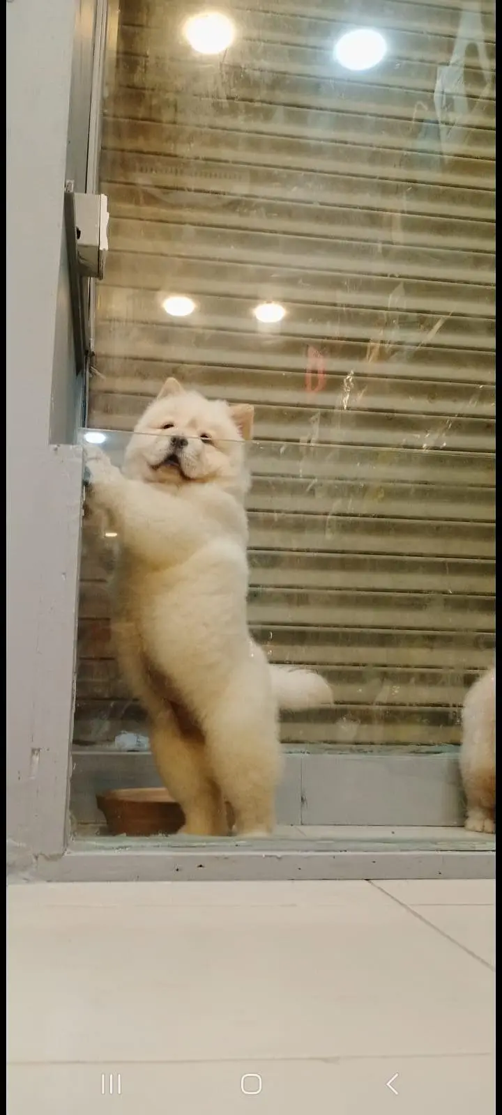 TOP QUALITY CHOW CHOW PUPPIES AVAILABLE FOR SALE — photo 4