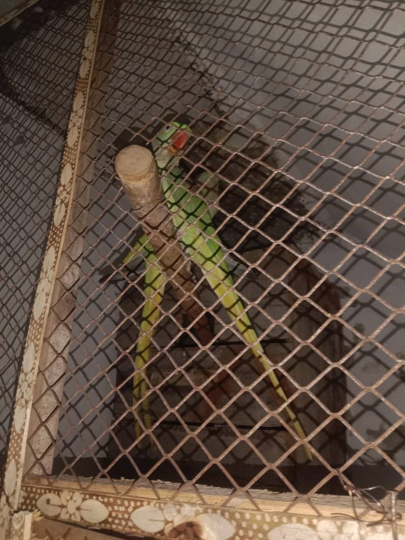 raw parrot 1