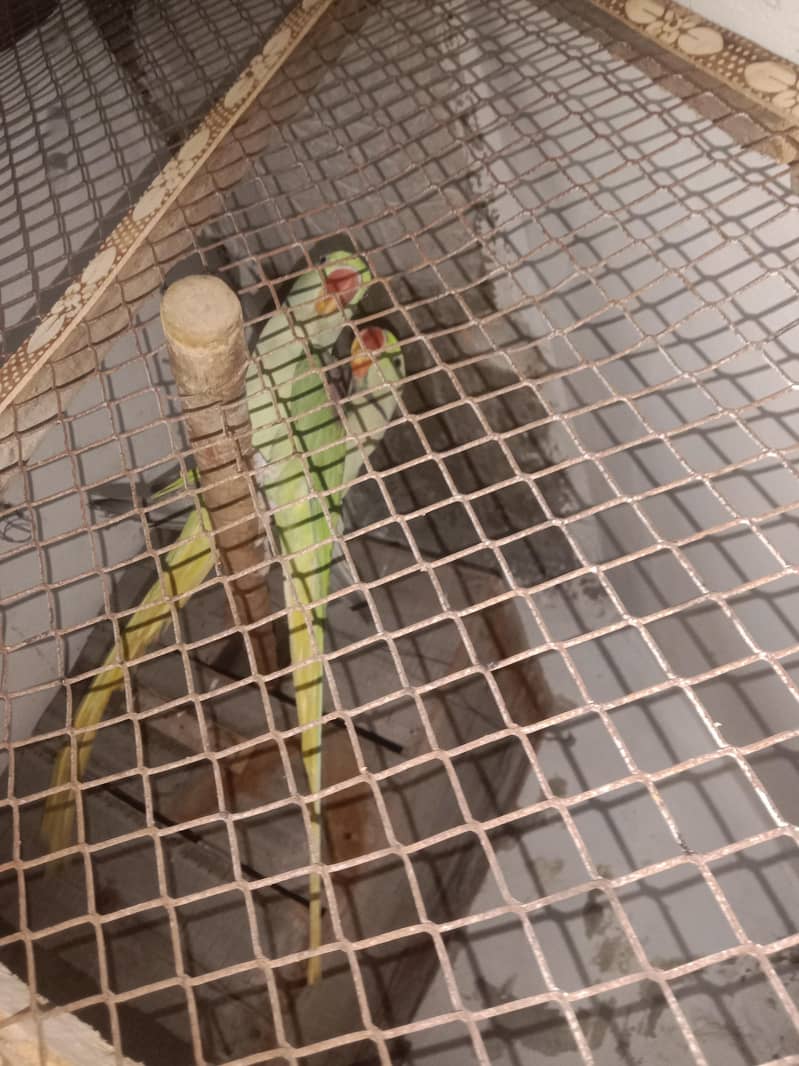 raw parrot 2