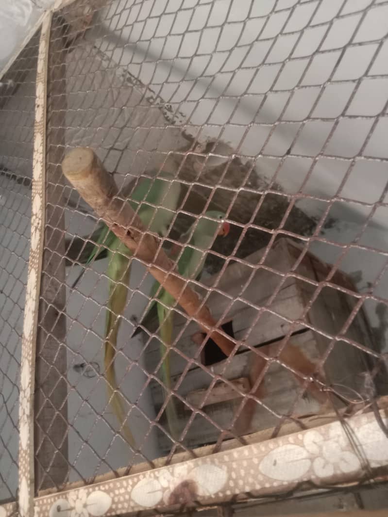 raw parrot 5