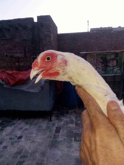 Heera Aseel