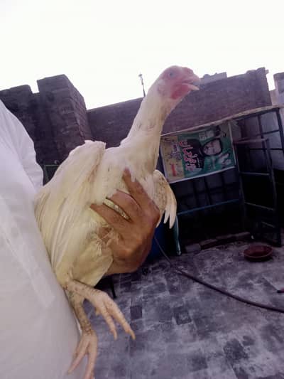 Heera Aseel
