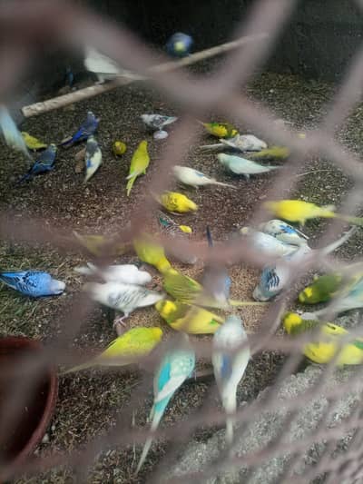 badgiws birds for sell