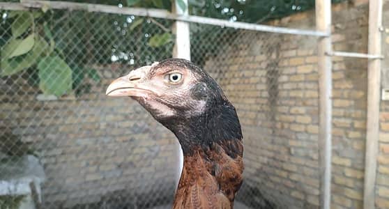 aseel mianwali