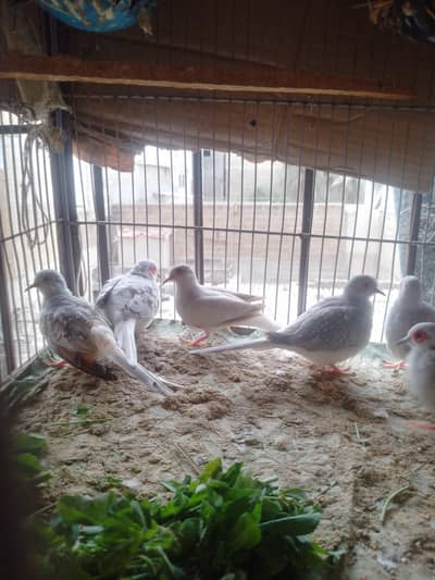 dove pairs