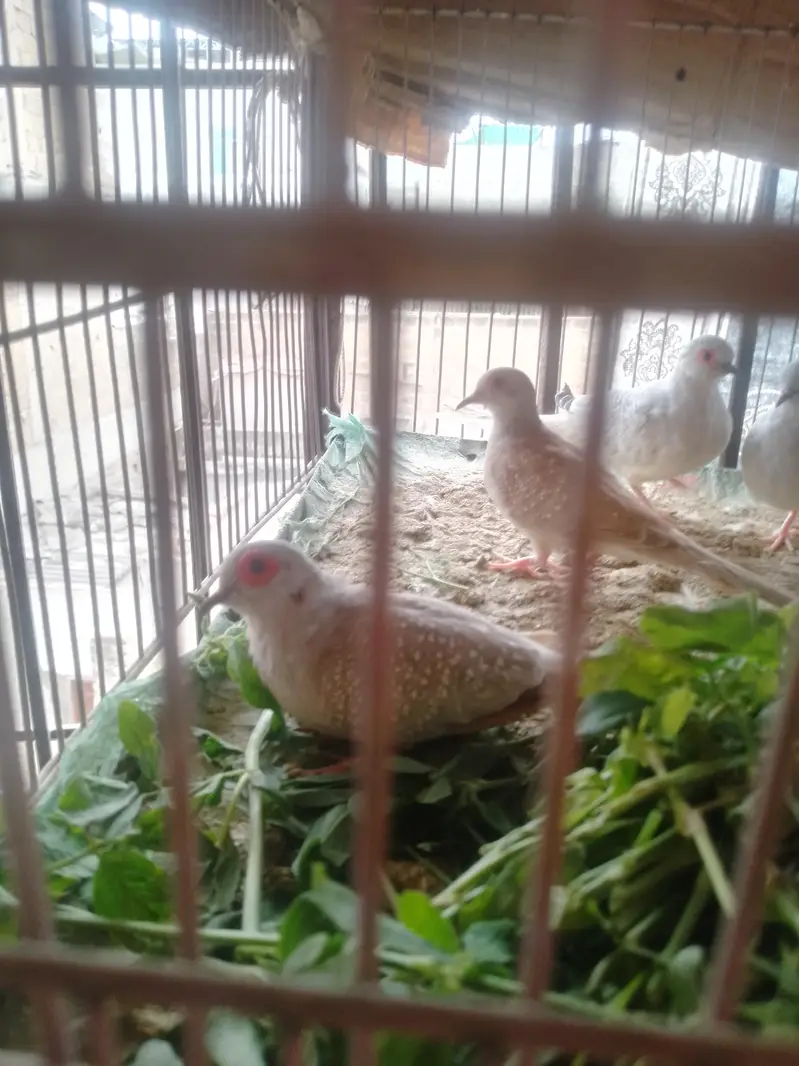 dove pairs — photo 2
