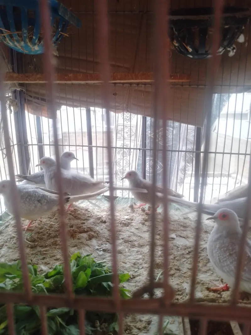 dove pairs — photo 3