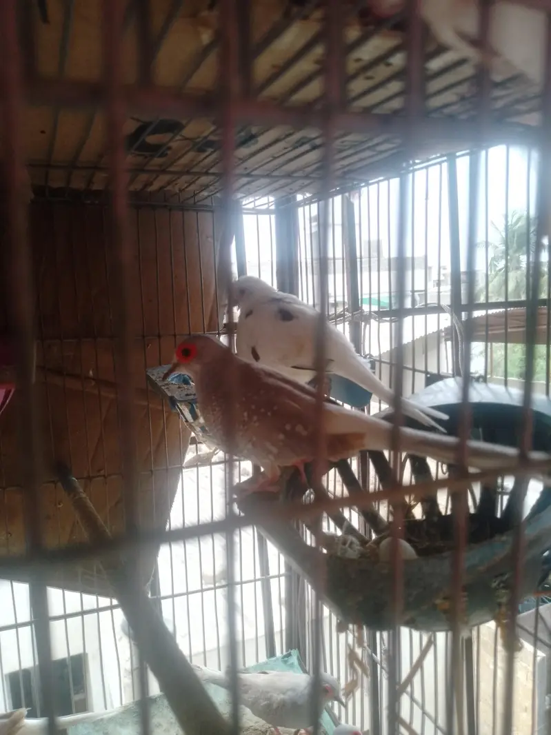dove pairs — photo 4