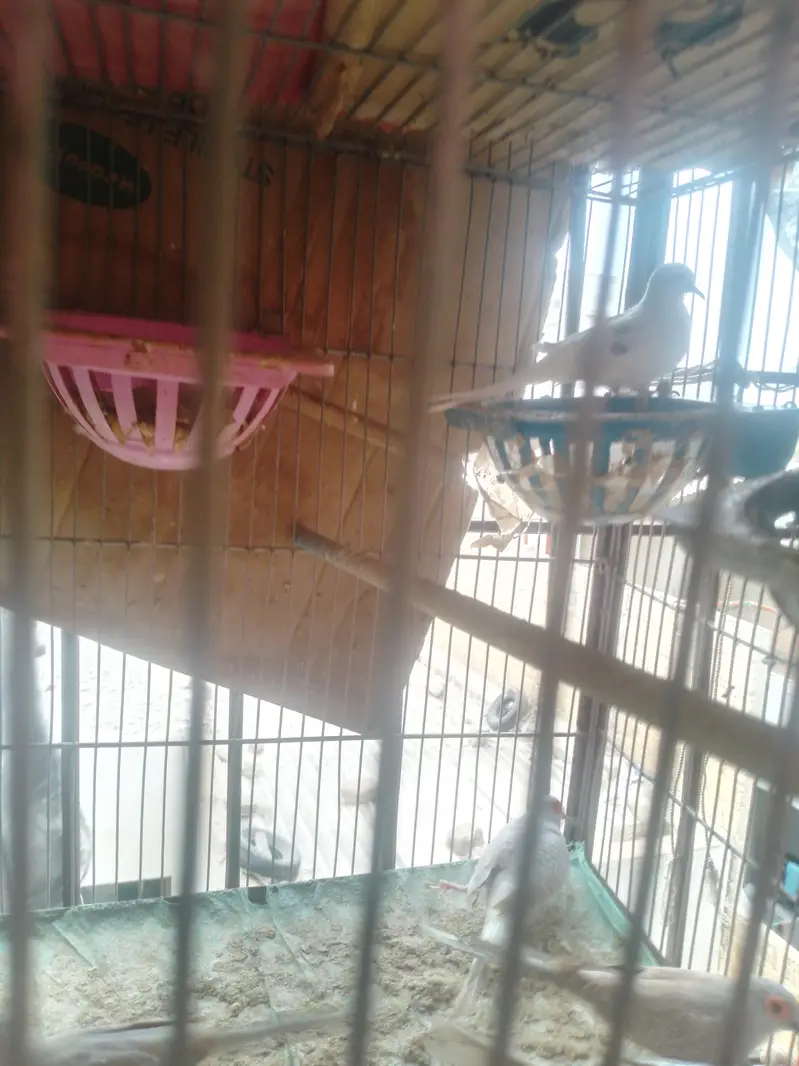 dove pairs — photo 5