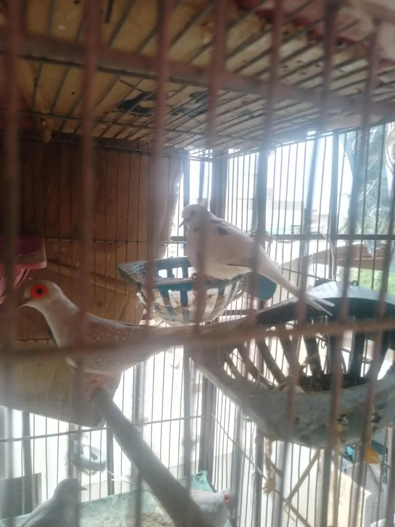 dove pairs — photo 6