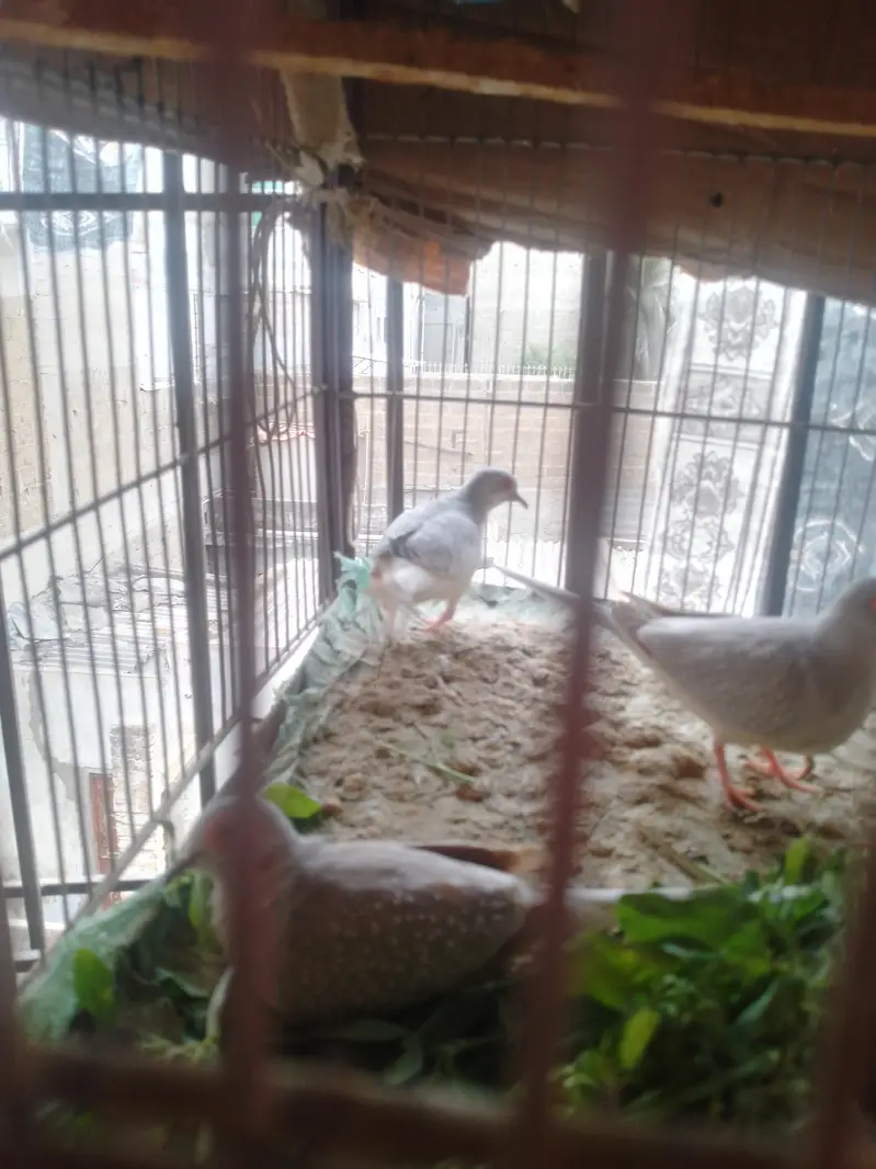 dove pairs — photo 7