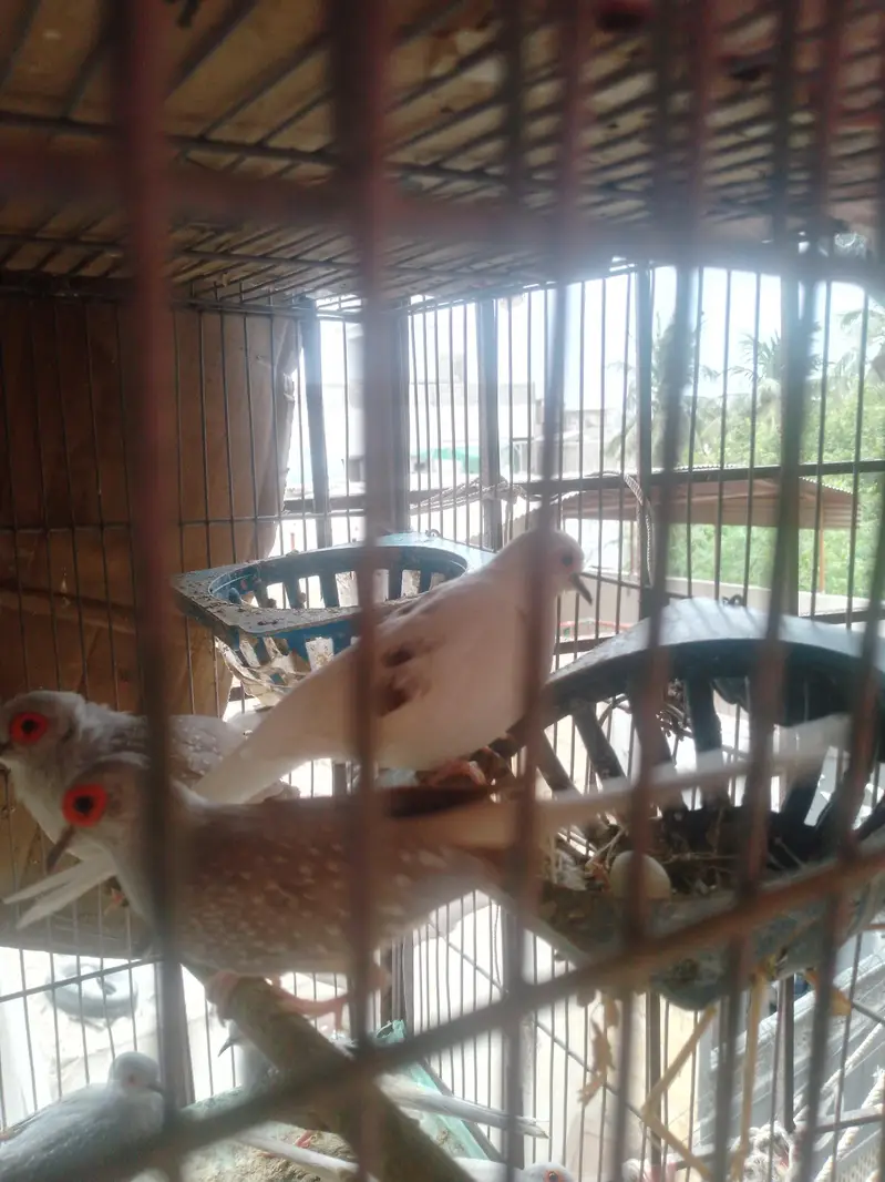 dove pairs — photo 8