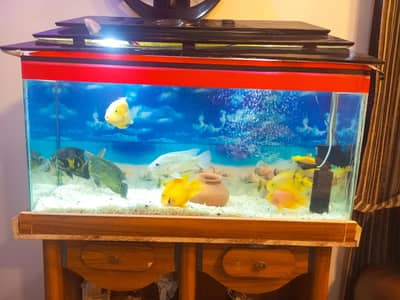 fish aquarium