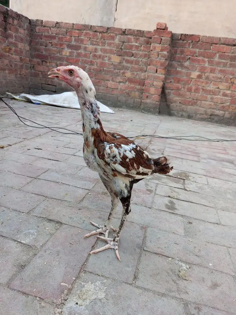high quality aseel pathi — photo 2