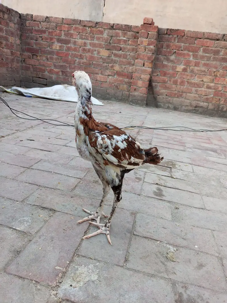 high quality aseel pathi — photo 3