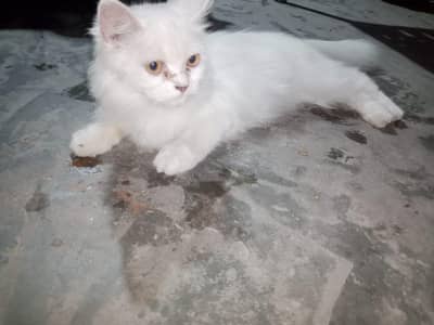 Persian cat punch face available