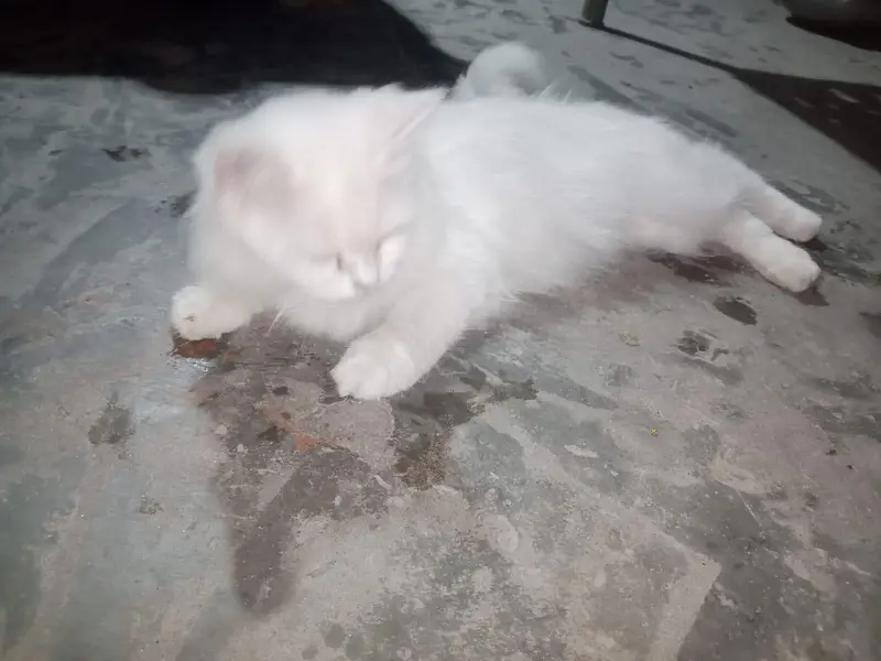 Persian cat punch face available — photo 2