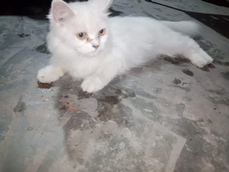 Persian cat punch face available — photo 3