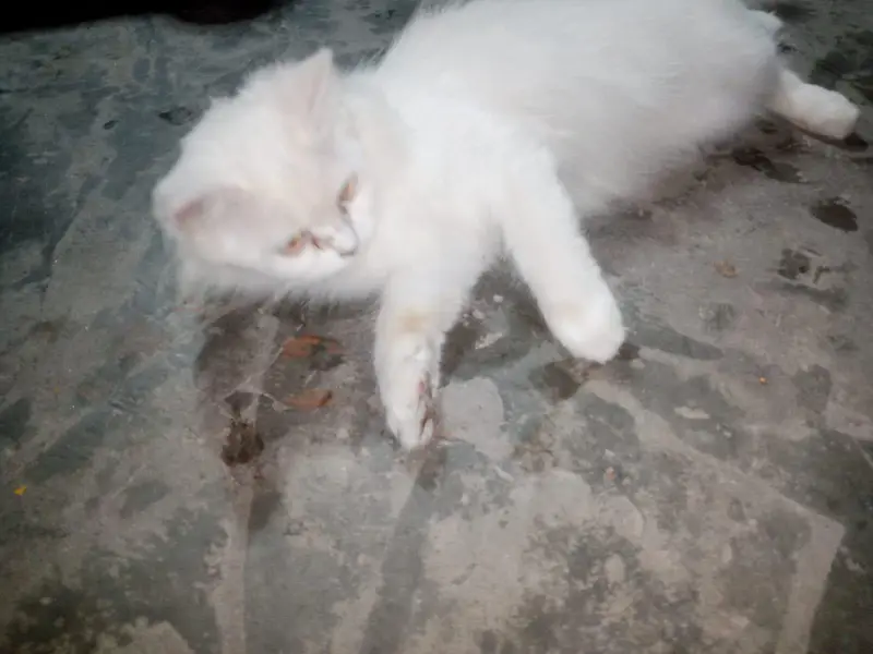 Persian cat punch face available — photo 4