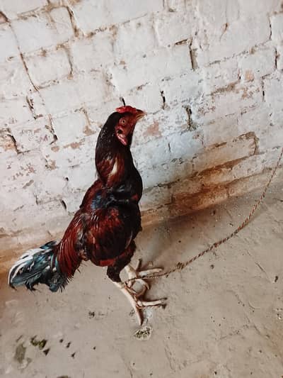 Aseel pair mianwali male or Black female Murgi Ando pr baithi he
