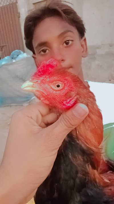 Asal aseel mian wali