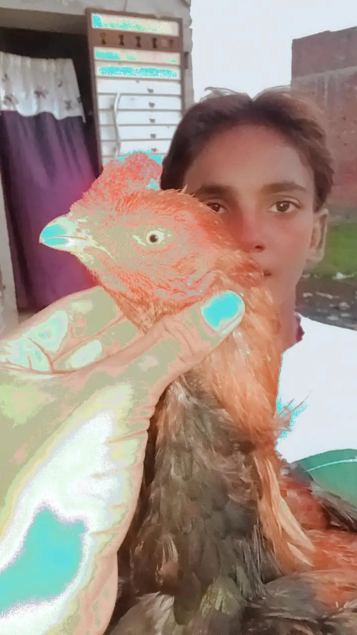 Asal aseel mian wali — photo 4
