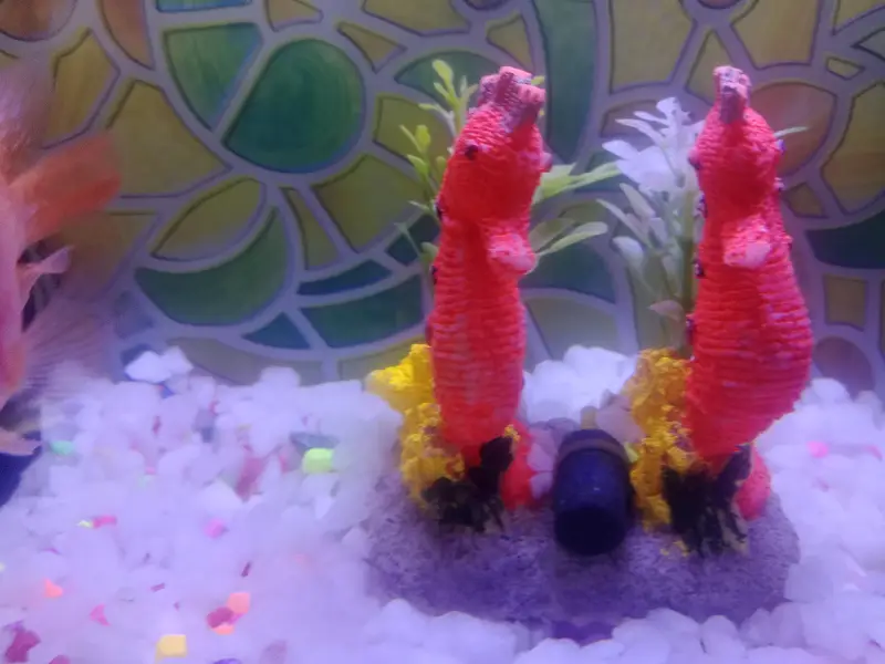 shark 4.5 to 5 inches with beautiful Aquarium — photo 2