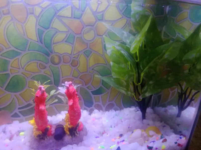 shark 4.5 to 5 inches with beautiful Aquarium — photo 3