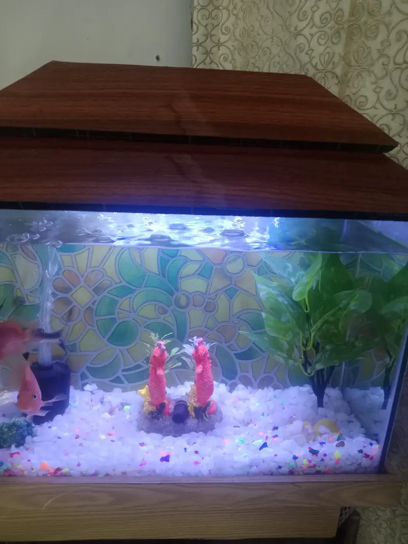 shark 4.5 to 5 inches with beautiful Aquarium — photo 4