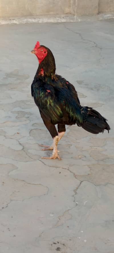 1 murga 5 aseel murgia for sale