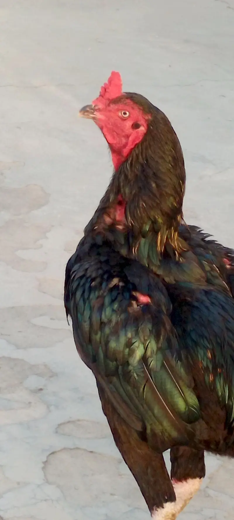 1 murga 5 aseel murgia for sale — photo 2