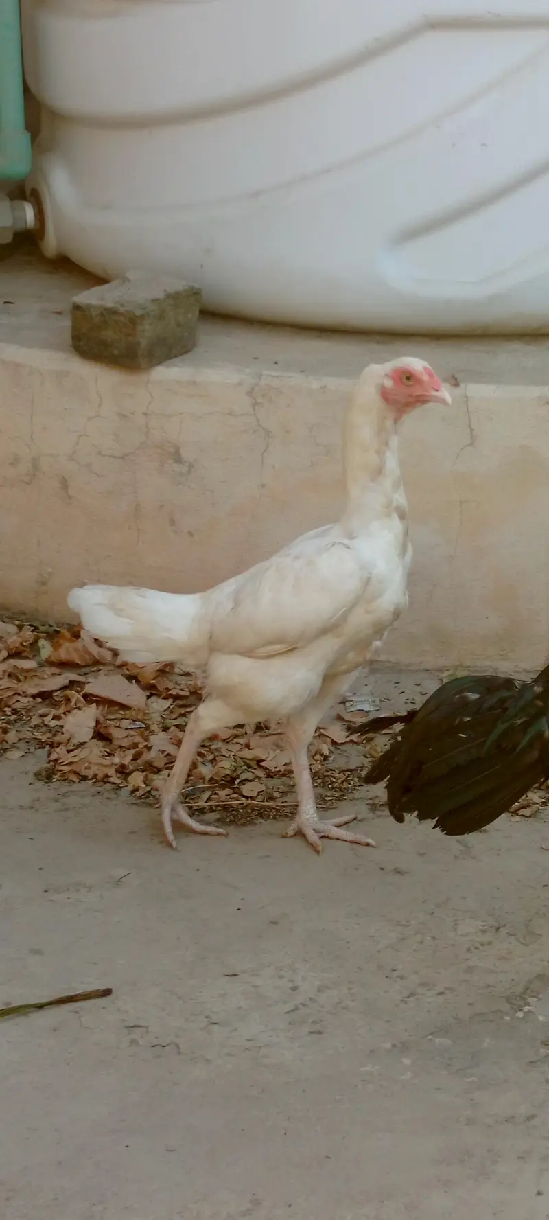 1 murga 5 aseel murgia for sale — photo 3